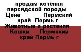 продам котёнка персидской породы › Цена ­ 2 500 - Пермский край, Пермь г. Животные и растения » Кошки   . Пермский край,Пермь г.